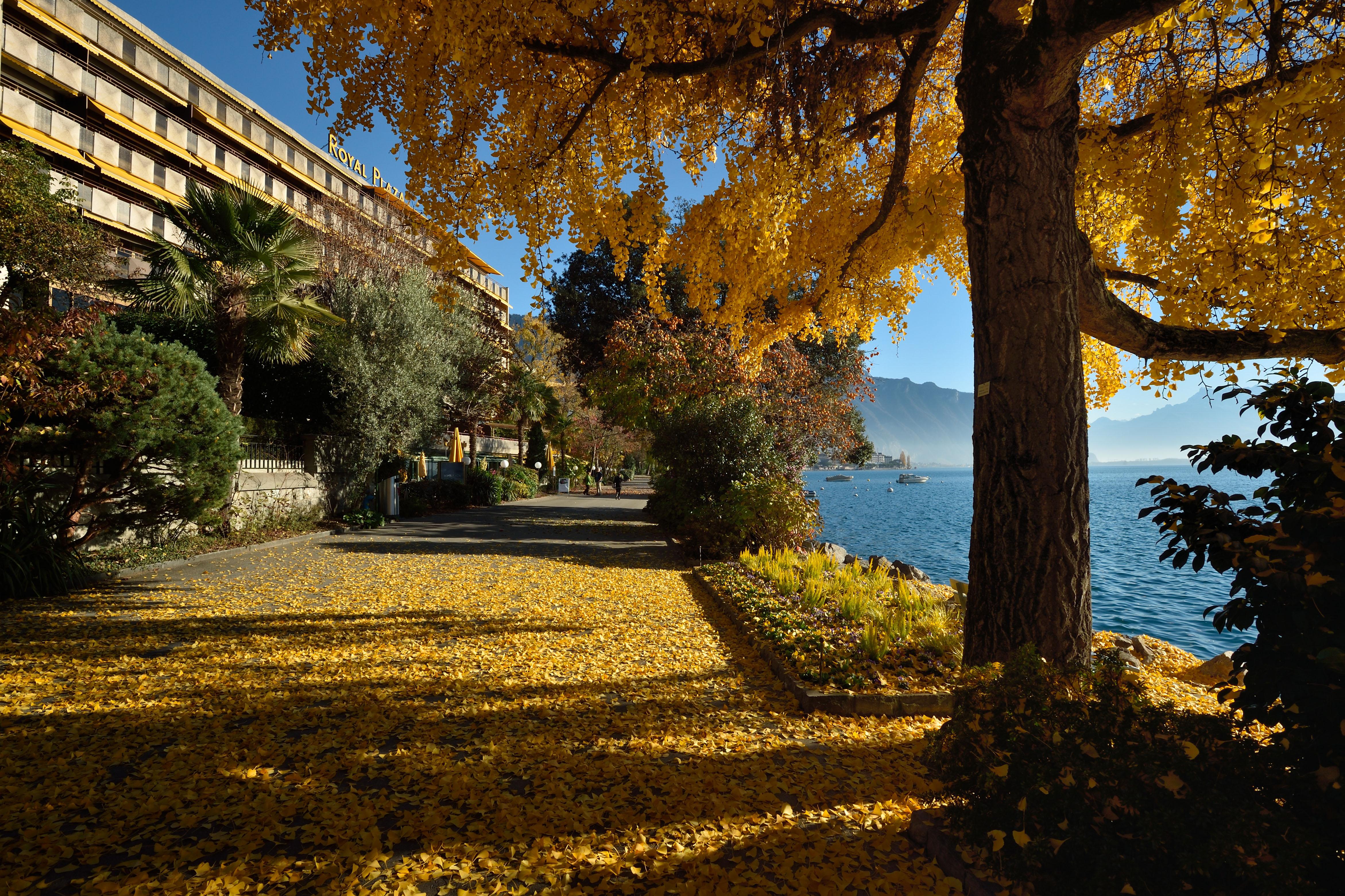 Royal Plaza Montreux Exterior foto Autumn at the University of Victoria